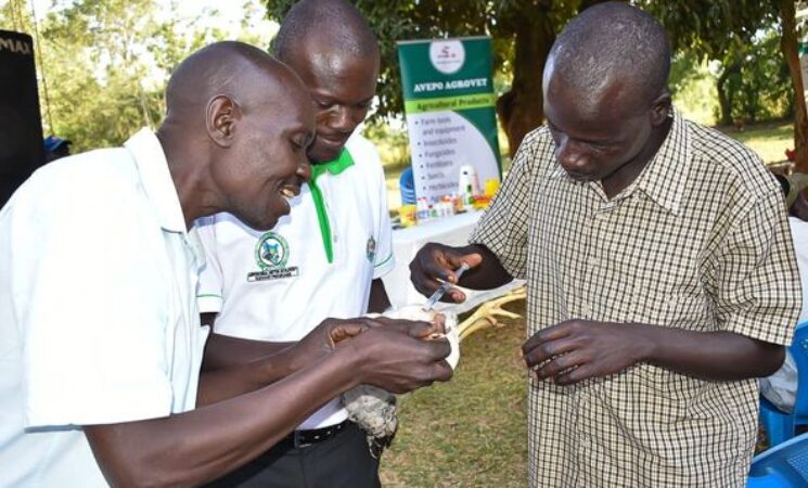 South East Alego Residents Given Free Poultry Vaccines