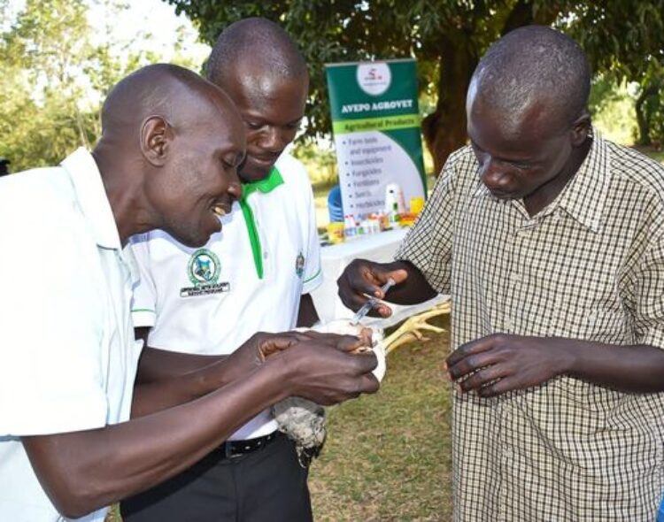 South East Alego Residents Given Free Poultry Vaccines