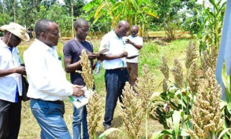 Using Conservation Agriculture to Address Poor Harvests in Siaya County