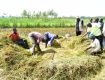 Government Interventions Turn Nyamila into a Major Rice and Cotton Growing Zone