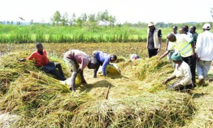 Government Interventions Turn Nyamila into a Major Rice and Cotton Growing Zone