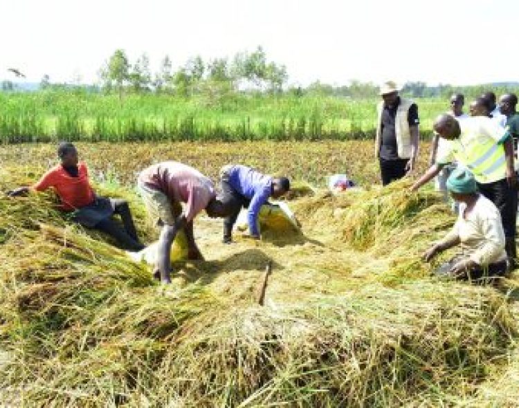 Government Interventions Turn Nyamila into a Major Rice and Cotton Growing Zone