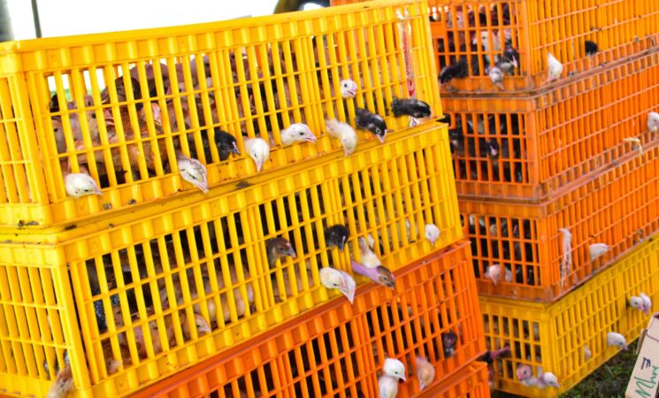 Siaya County Empowers Farmers with Free Chicks Distribution and Training in East Ugenya