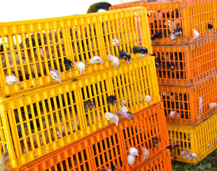 Siaya County Empowers Farmers with Free Chicks Distribution and Training in East Ugenya