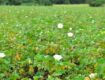 Cotton Revival Blooms In Uyoma, Rarieda as Siaya County Champions Modern Farming