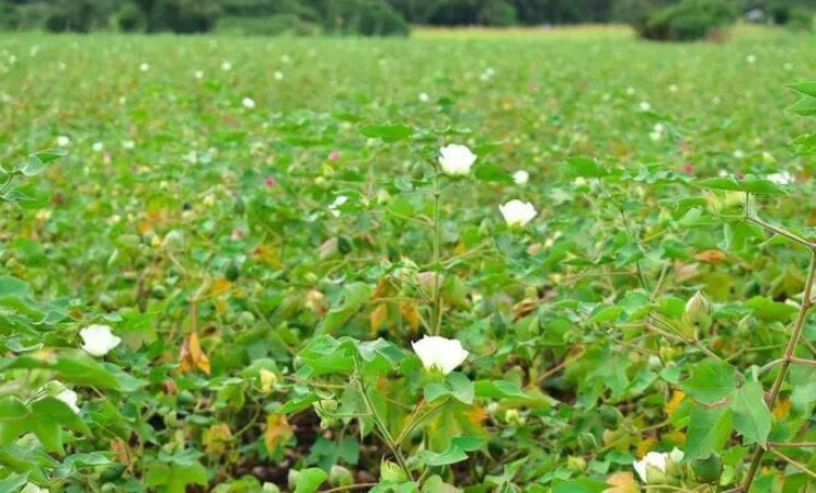 Cotton Revival Blooms In Uyoma, Rarieda as Siaya County Champions Modern Farming