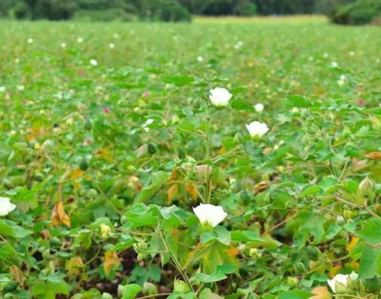 Cotton Revival Blooms In Uyoma, Rarieda as Siaya County Champions Modern Farming