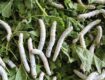 Sericulture in Gem: Newton Owino Tapping into lucrative Silk farming