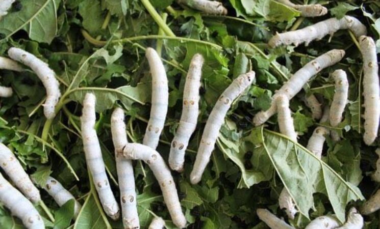 Sericulture in Gem: Newton Owino Tapping into lucrative Silk farming