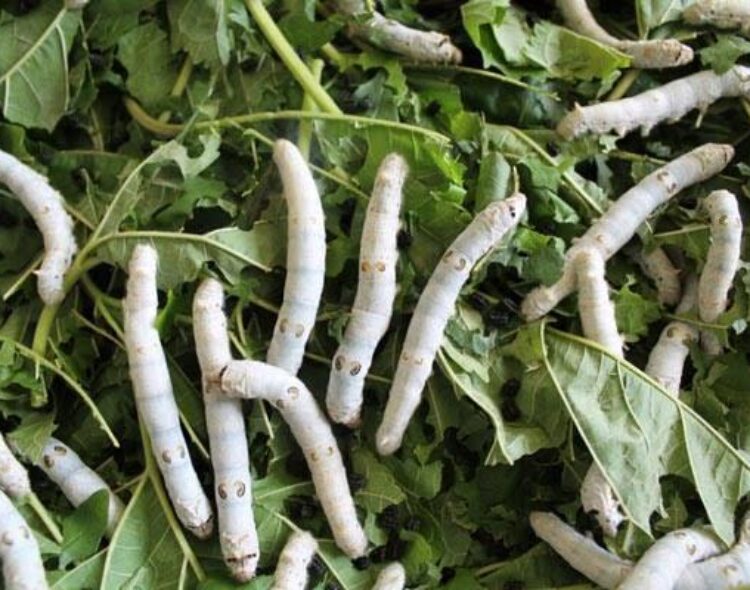Sericulture in Gem: Newton Owino Tapping into lucrative Silk farming