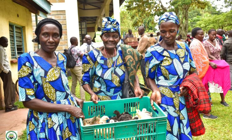 Thousands Benefit as Siaya Distributes Improved Kienyeji Chicks to West Alego Farmers.