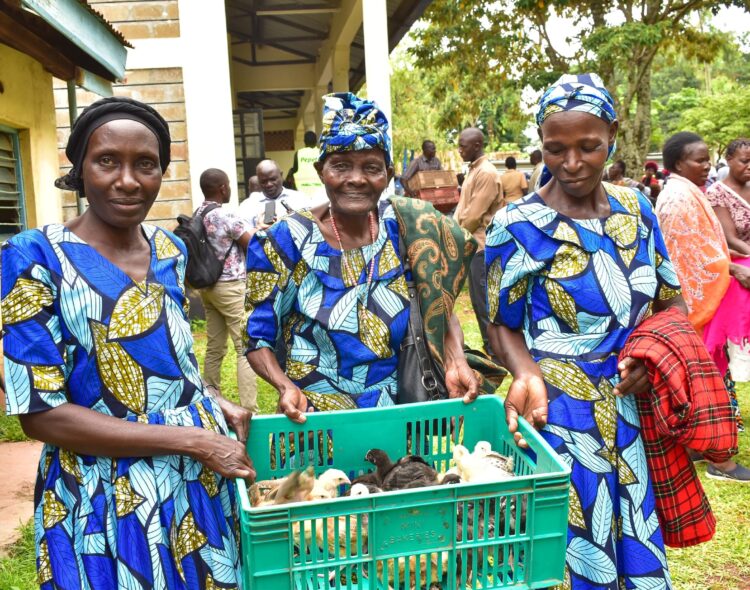 Thousands Benefit as Siaya Distributes Improved Kienyeji Chicks to West Alego Farmers.