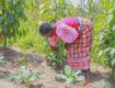 How Siaya’s Women Are Monetising Climate Survival and Exposing Kenya’s Digital Green Divide