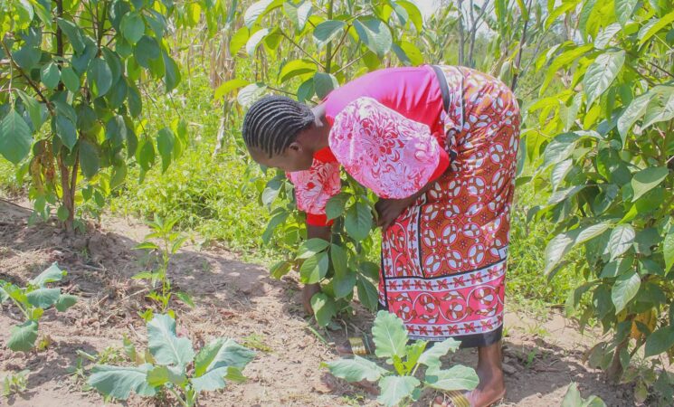 How Siaya’s Women Are Monetising Climate Survival and Exposing Kenya’s Digital Green Divide