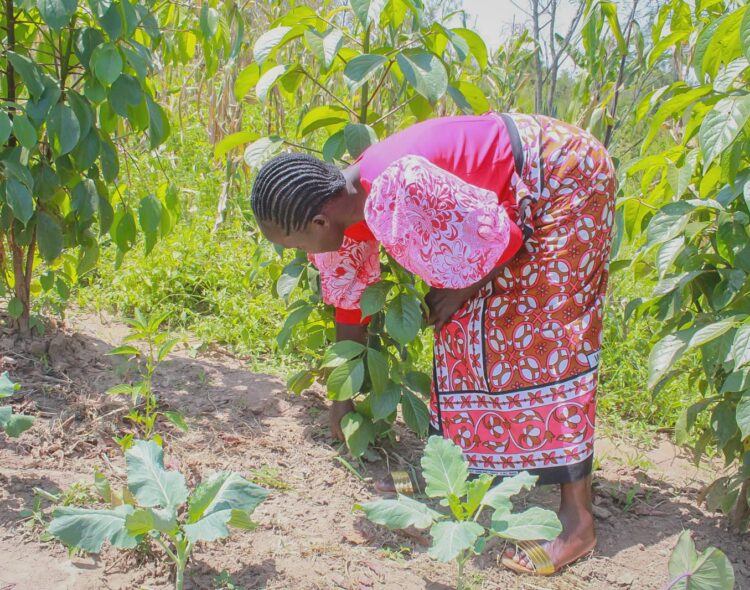 How Siaya’s Women Are Monetising Climate Survival and Exposing Kenya’s Digital Green Divide
