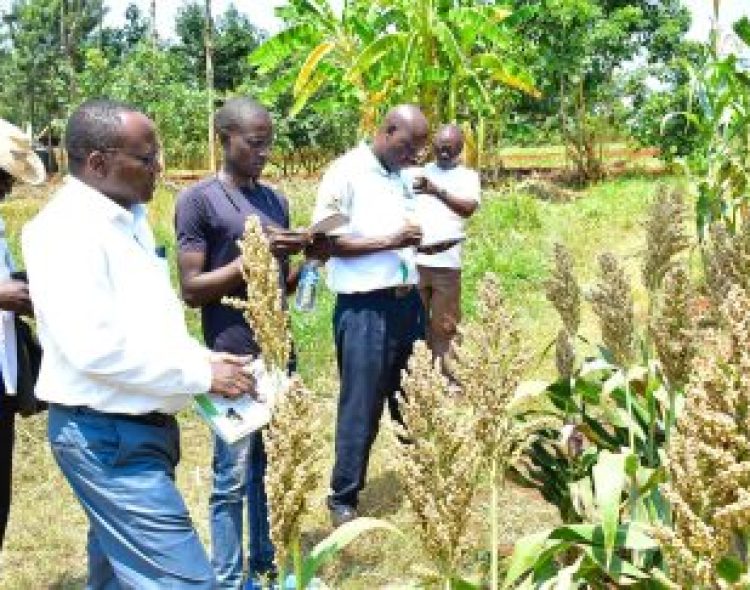 Using Conservation Agriculture to Address Poor Harvests in Siaya County