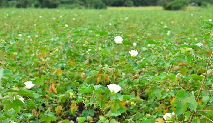 Cotton Revival Blooms In Uyoma, Rarieda as Siaya County Champions Modern Farming