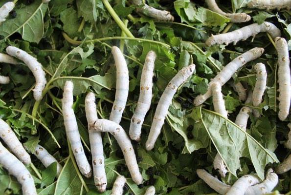 Sericulture in Gem: Newton Owino Tapping into lucrative Silk farming